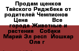 Продам щенков Тайского Риджбека от родителей Чемпионов › Цена ­ 30 000 - Все города Животные и растения » Собаки   . Марий Эл респ.,Йошкар-Ола г.